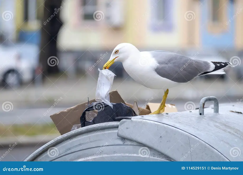 Burung camar memakan sampah