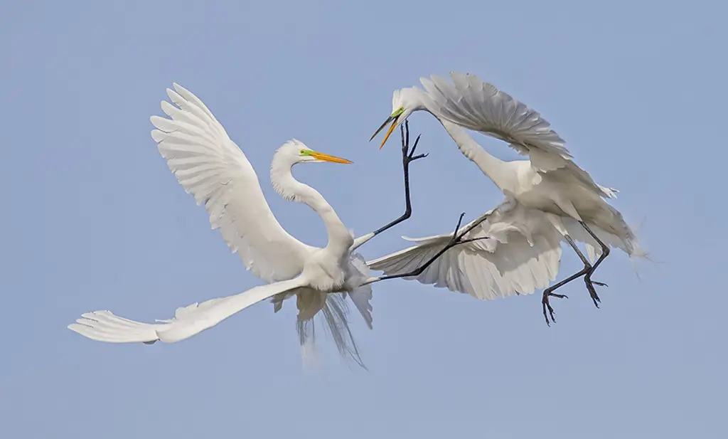 Gambar burung sedang terbang