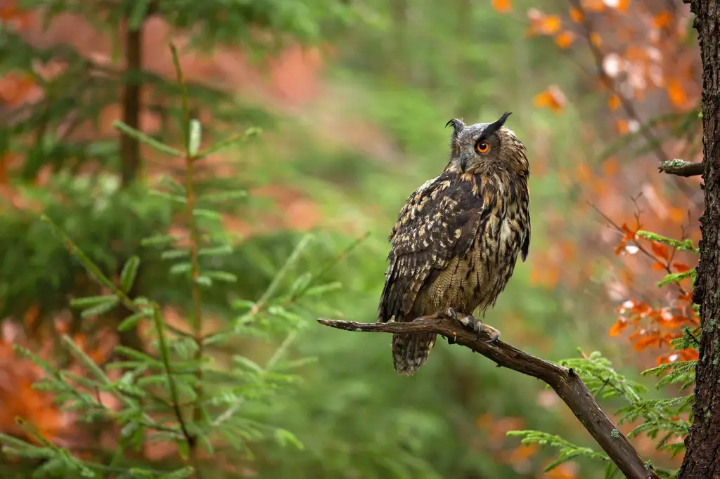 Gambar burung hantu di hutan.