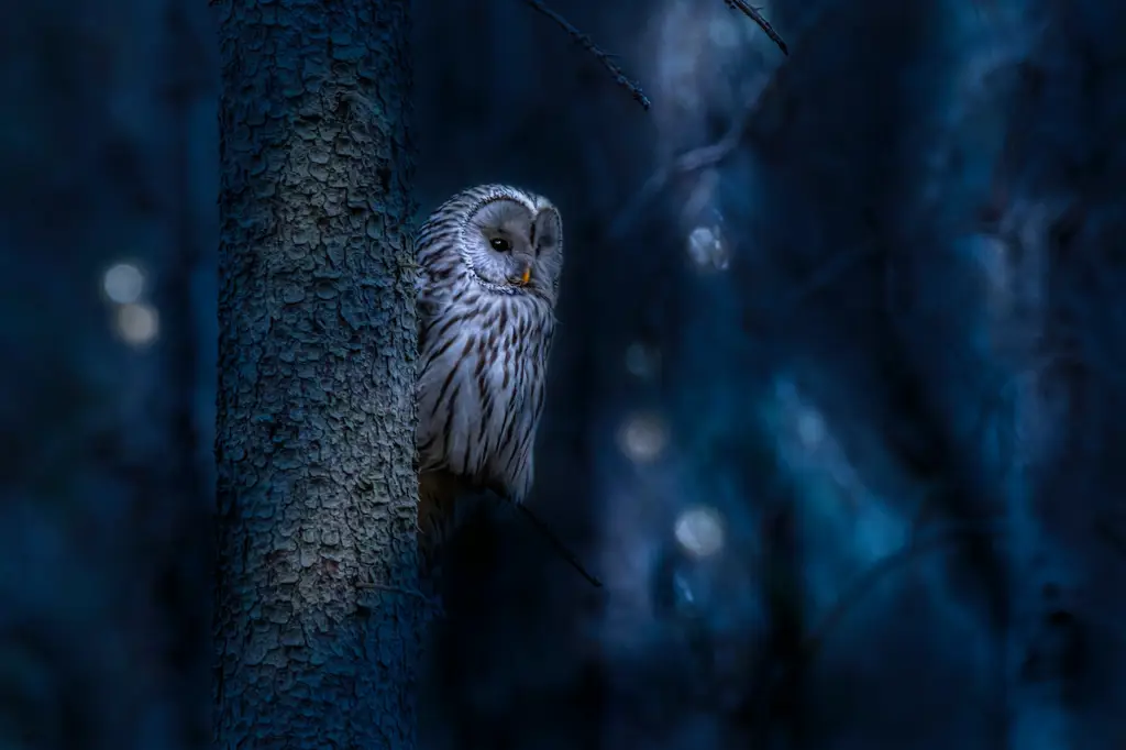 Burung hantu berburu di malam hari.