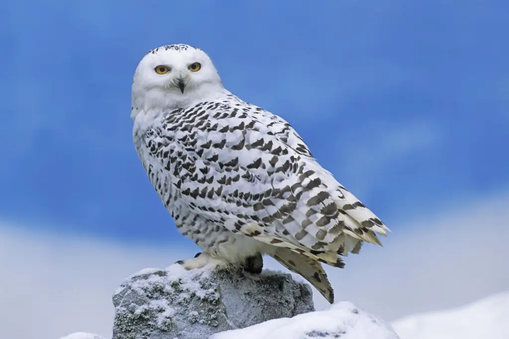 Gambar burung hantu salju di tundra Alaska