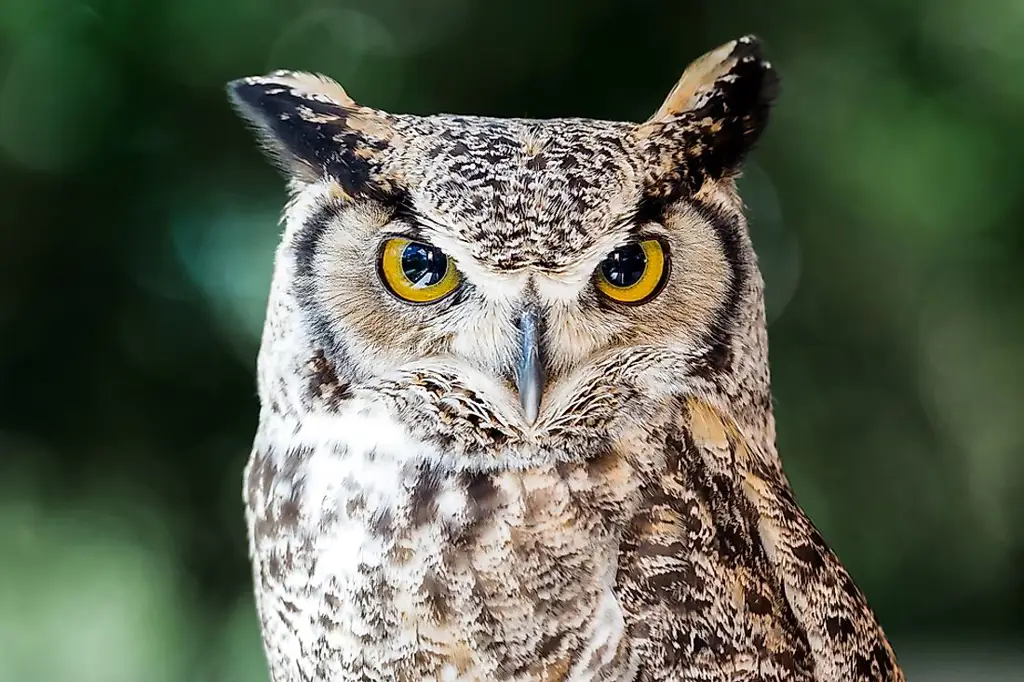 Gambar burung hantu sebagai simbol kebijaksanaan dan intuisi