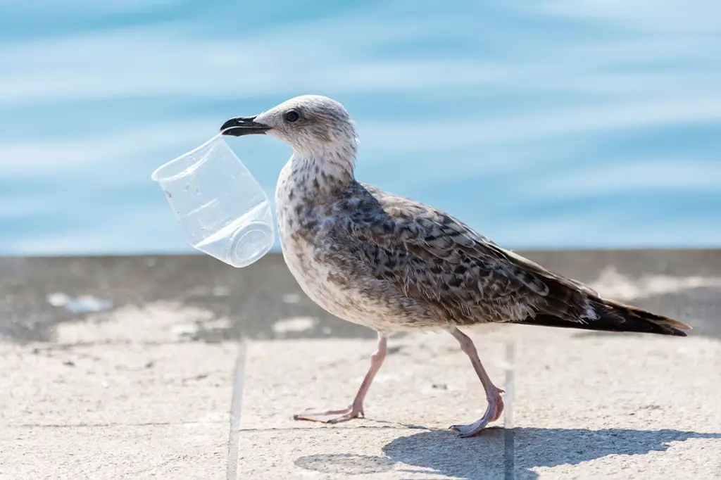 Burung memakan plastik