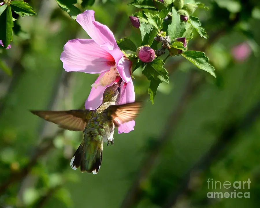 Gambar burung kolibri di taman