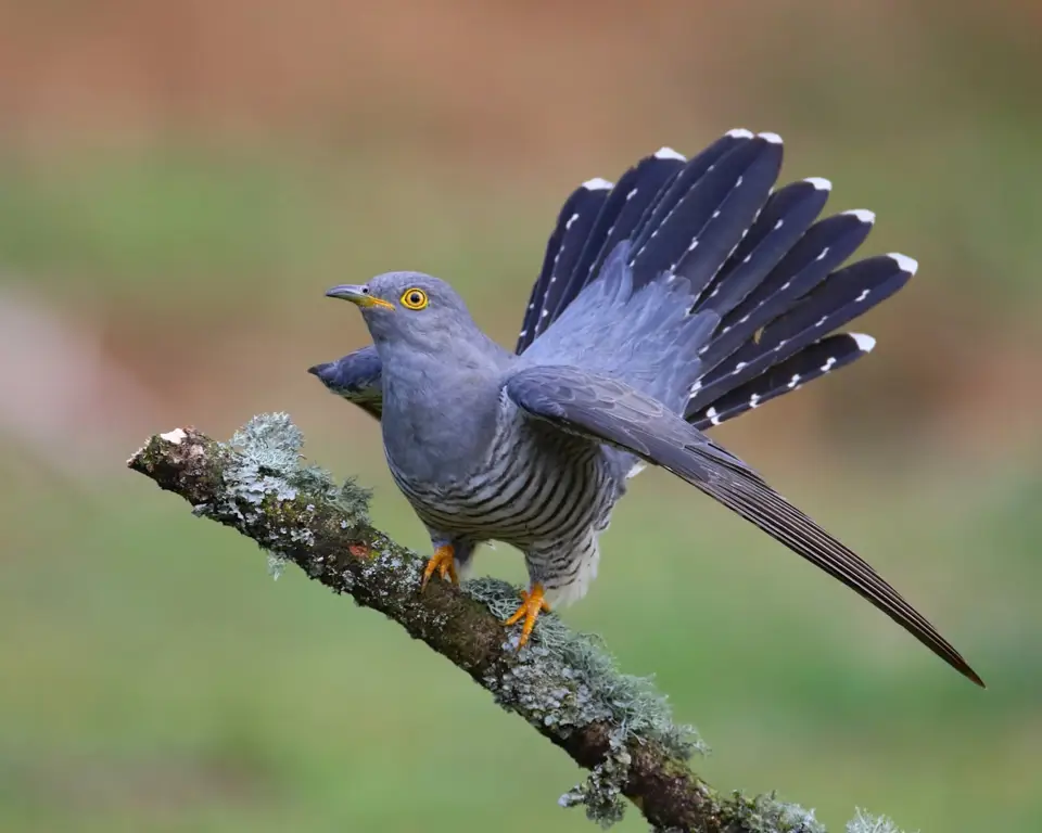 Gambar burung kukuk Jepang