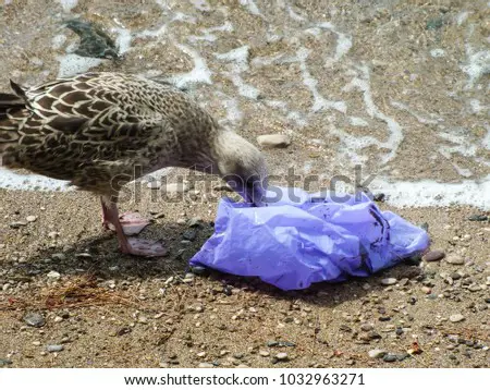 Burung memakan plastik