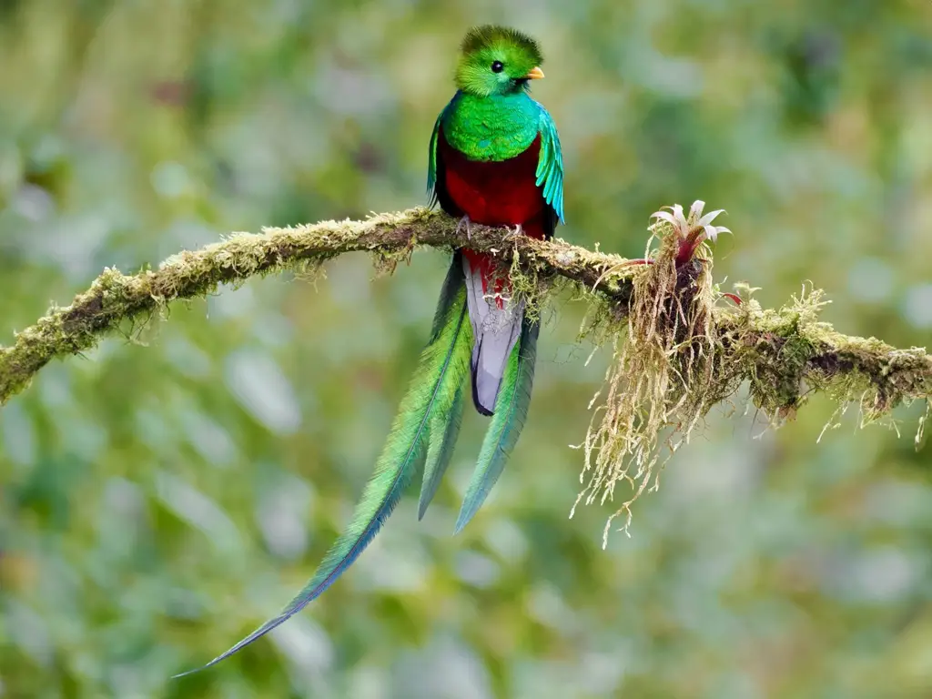 Gambar quetzal, burung yang berwarna-warni dan indah