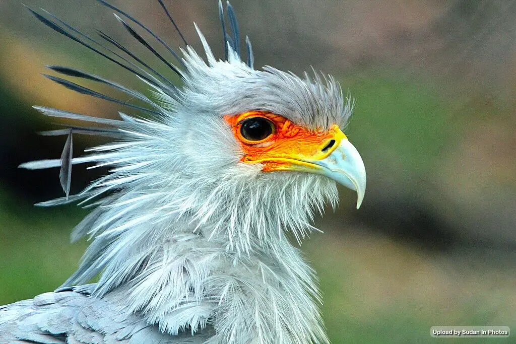 Burung Sekretaris di Sudan