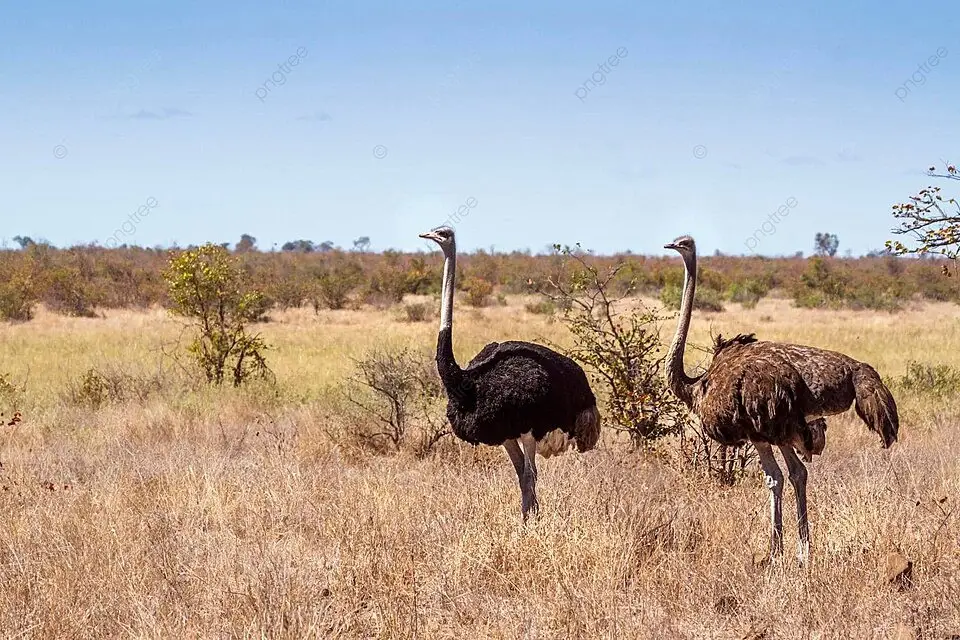 Burung Unta di Mozambik