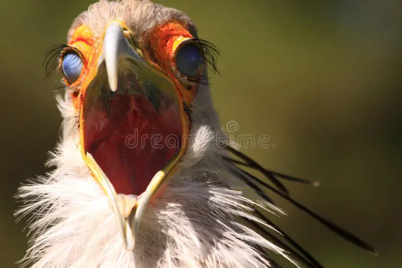 Seekor burung yang ketakutan