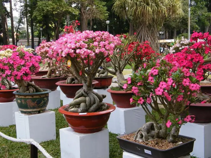 Teknik pemangkasan bonsai kamboja