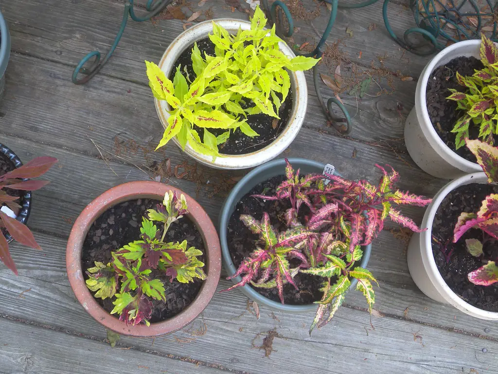 Gambar Coleus No Yume yang ditanam di taman.