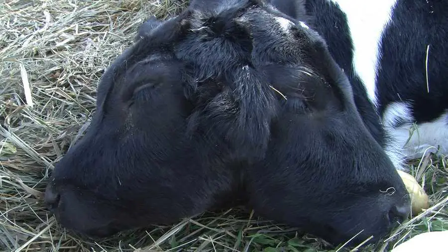 Anak sapi berkepala dua