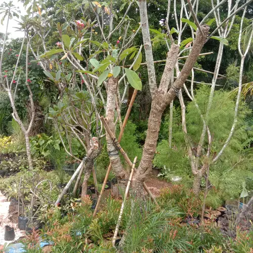 Bonsai Kamboja Bali yang sehat dan indah