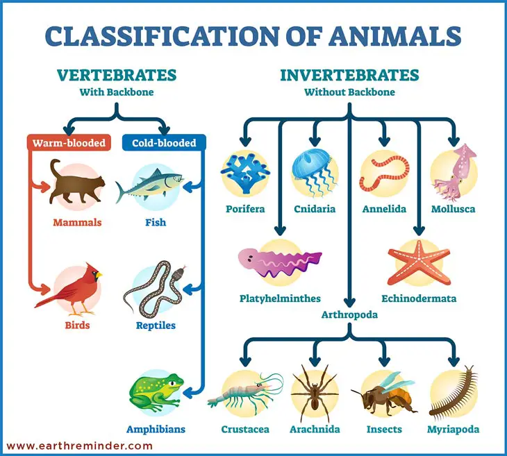 Diagram kunci identifikasi hewan