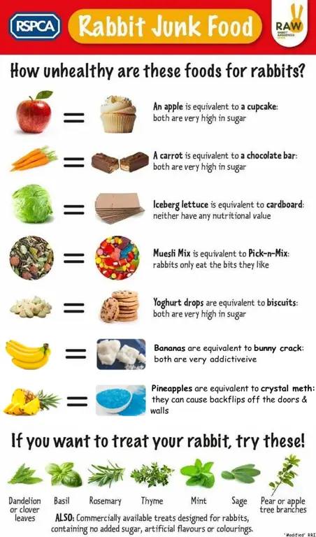 Makanan sehat untuk kelinci