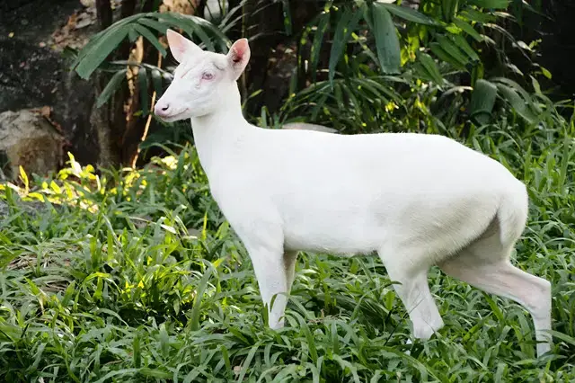 Rusah albino