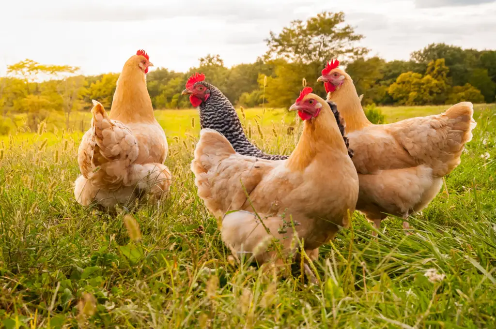 Peternakan ayam modern dengan kandang tertutup