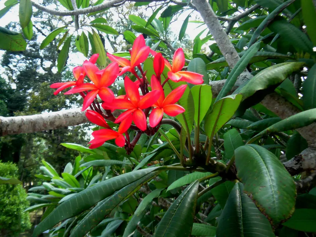 Pohon Kamboja Bali Merah yang Sehat dan Rimbun