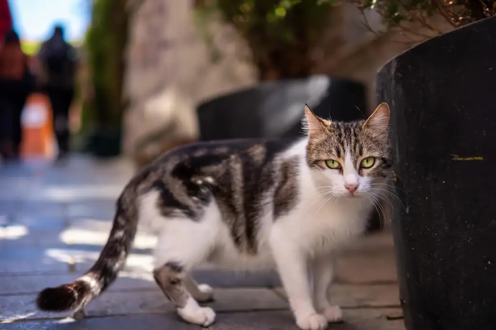 Kucing liar yang berjumlah banyak dan hidup di jalanan