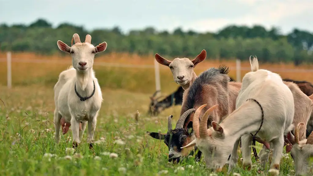 Kambing yang merumput berlebihan sehingga merusak lahan