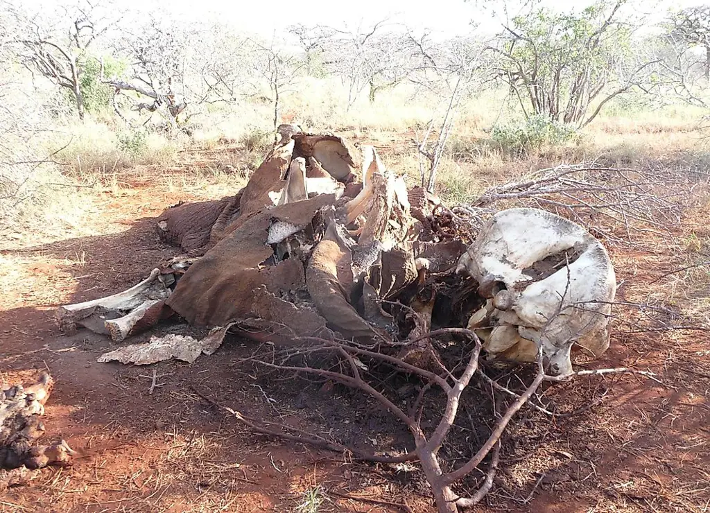 Gajah Afrika yang menjadi korban perburuan liar