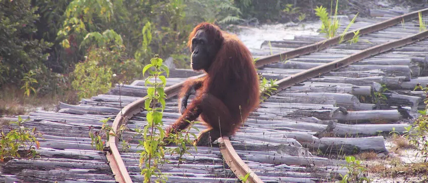 Gambar orangutan kehilangan habitatnya