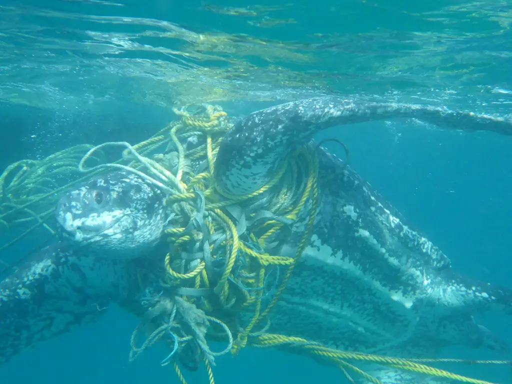 Penyu laut yang terjerat plastik