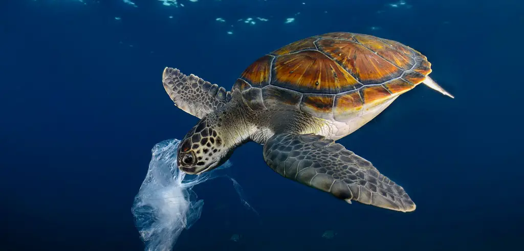 Penyu laut memakan plastik