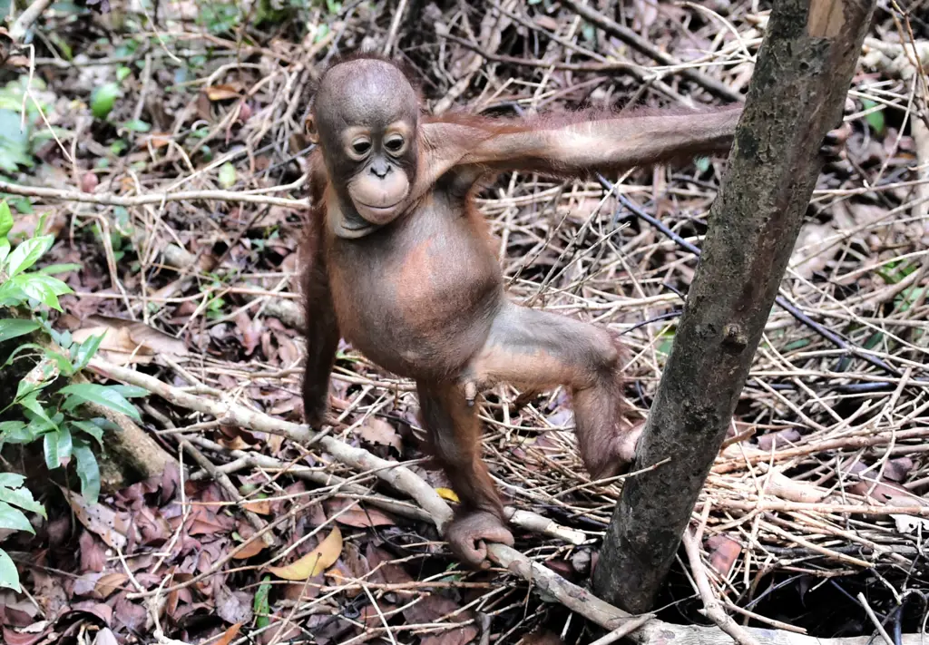 Dampak deforestasi terhadap hewan