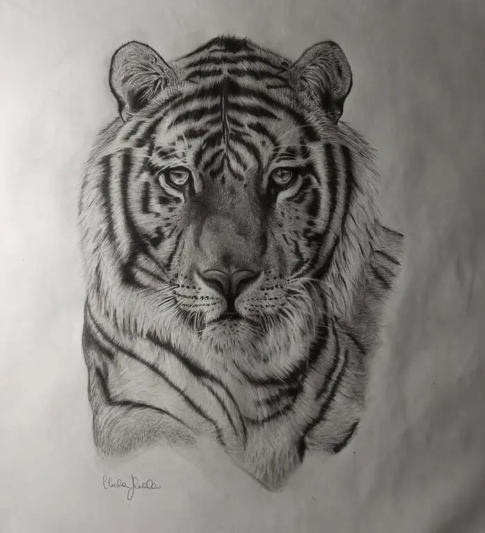 Gambar harimau realistis