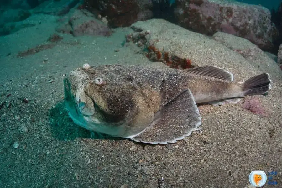 Ikan Stargazer dengan Detail yang Jelas