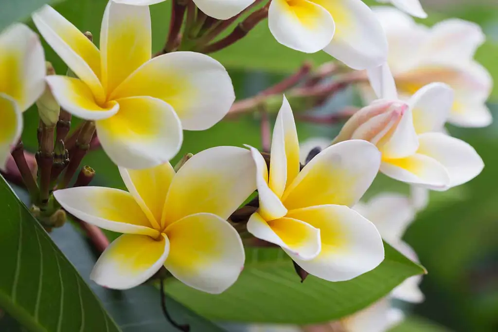 Foto close-up bunga kamboja yang menunjukkan detail benang sari dan putik