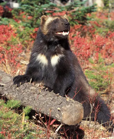 Gambar close-up cakar wolverine yang menunjukkan detail tekstur dan kekuatannya.