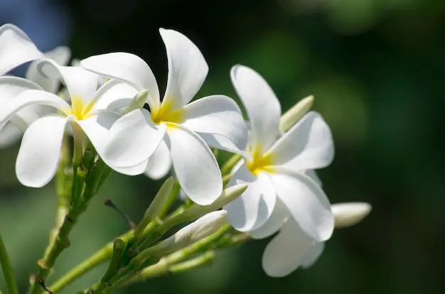 Bunga kamboja putih detail