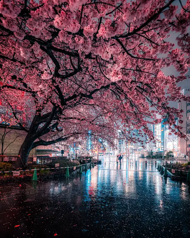 Foto close up bunga sakura di malam hari