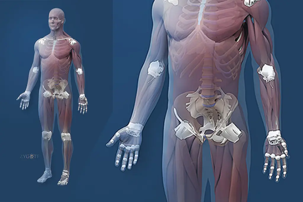 Animasi 3D otot yang menunjukkan detail serat-serat otot