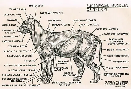 Diagram Anatomi Kucing