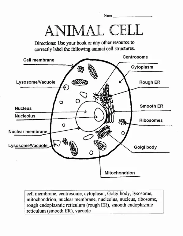 Gambar diagram sel hewan yang diberi label