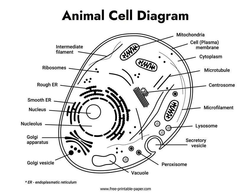 Diagram sel hewan kosong