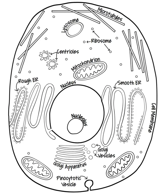 Diagram sel hewan tanpa label