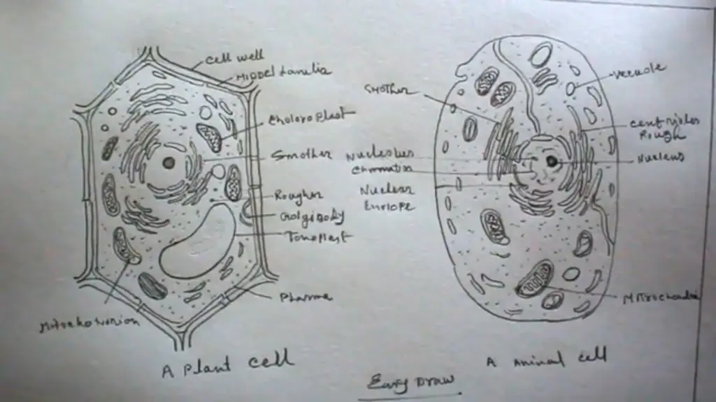 Diagram sel hewan untuk kelas 8 menunjukkan berbagai organel sel dan fungsinya.