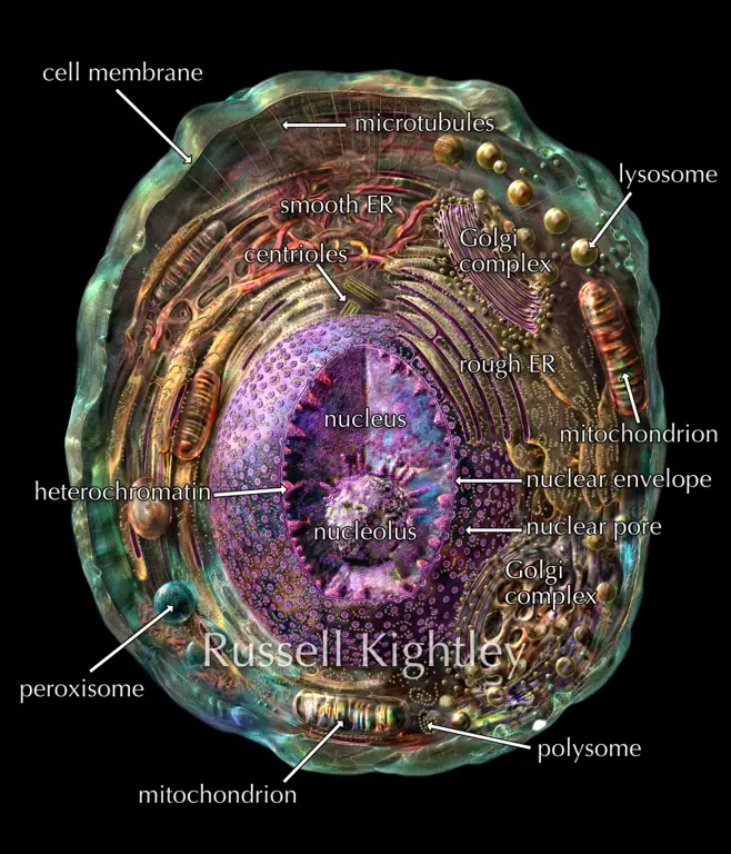 Diagram sel hewan menunjukkan inti sel, membran sel, mitokondria, dan retikulum endoplasma.