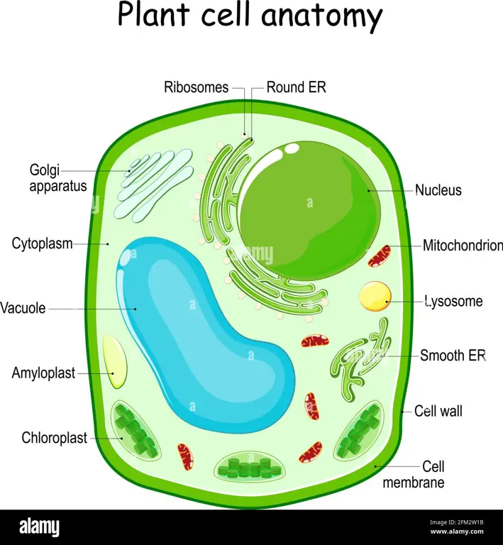 Diagram sel tumbuhan kosong