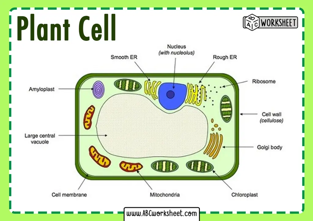 Diagram sel tumbuhan menunjukkan dinding sel, membran sel, inti sel, kloroplas, dan vakuola.