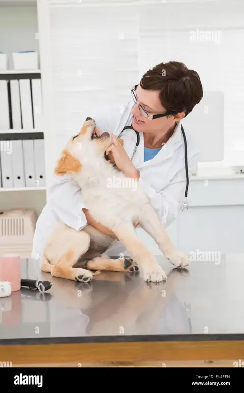 Dokter hewan memeriksa anjing