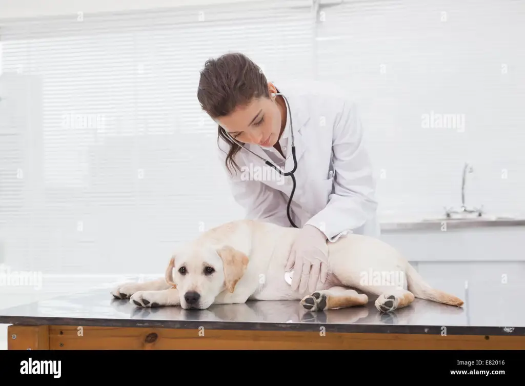 Seorang dokter hewan memeriksa seekor anjing