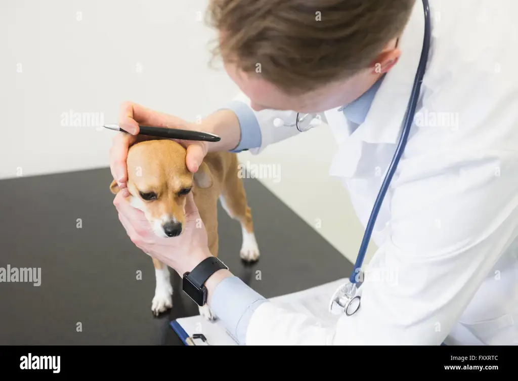 Dokter hewan memeriksa seekor anjing