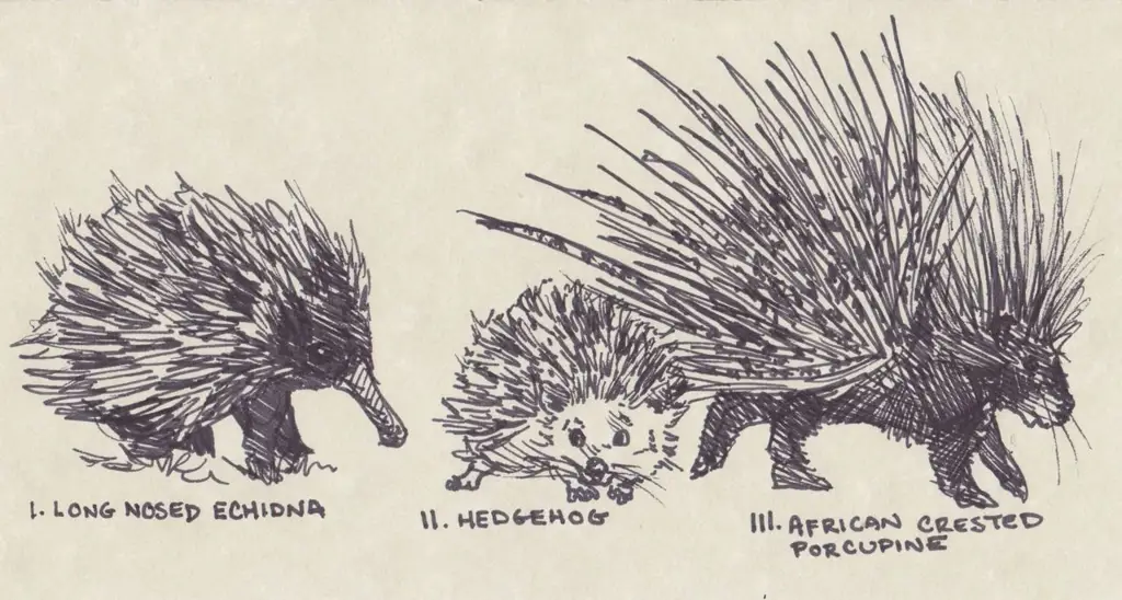 Echidna: Anime vs. Mitologi Bagan perbandingan Echidna dalam anime dan mitologi