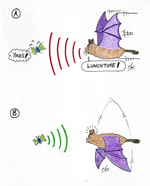 Kelelawar menggunakan echolocation untuk bernavigasi di malam hari.